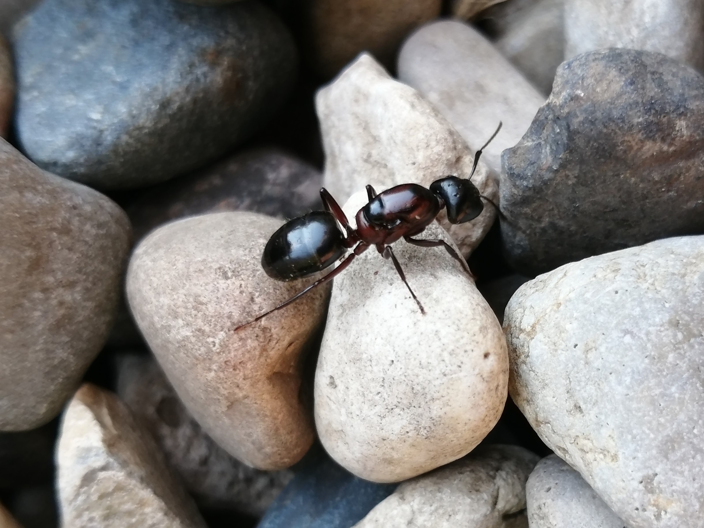 large ant